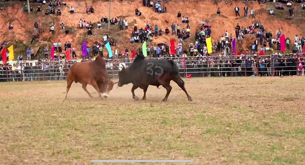 Độc đáo Hội thi đấu bò truyền thống đầu năm mới ở Điện Biên - ảnh 3