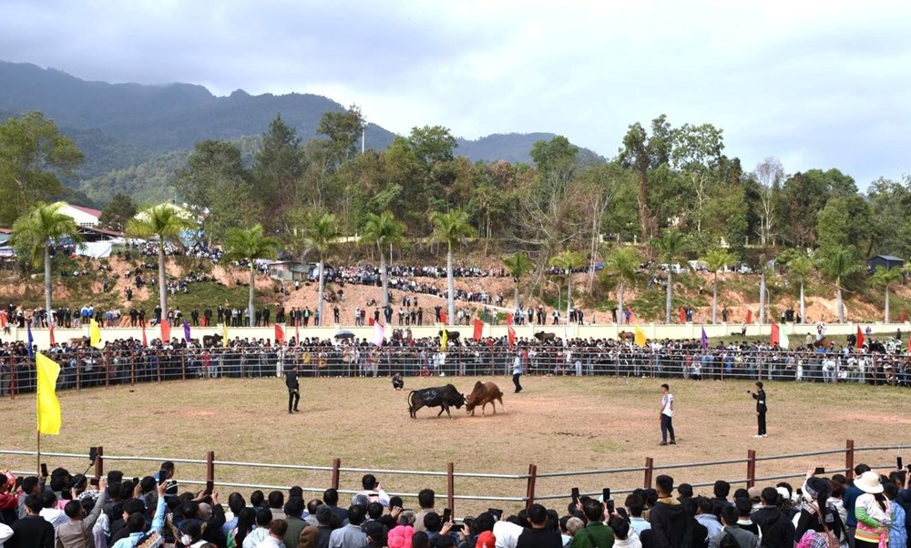 Độc đáo Hội thi đấu bò truyền thống đầu năm mới ở Điện Biên - ảnh 2