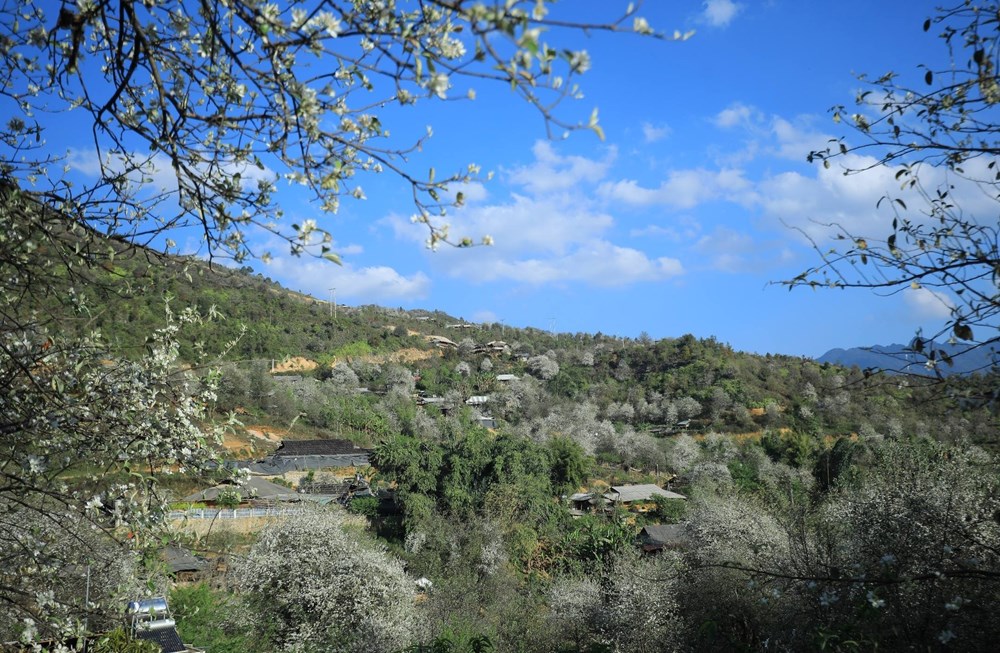 Về miền cổ tích Ngọc Chiến vui hội hoa sơn tra cùng đồng bào các dân tộc  - ảnh 1