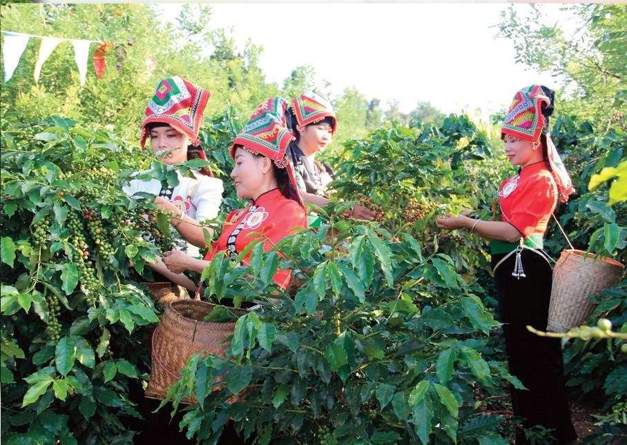 Sơn La đẩy mạnh xây dựng thương hiệu và nâng tầm giá trị cà phê Arabica  - ảnh 2