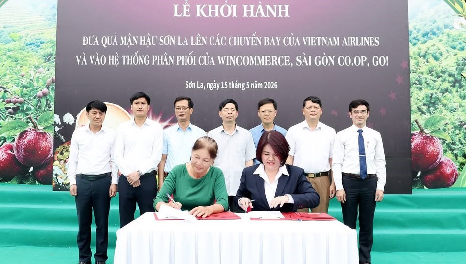 Nâng tầm giá trị mận, lan tỏa thương hiệu nông sản Sơn La  - ảnh 4