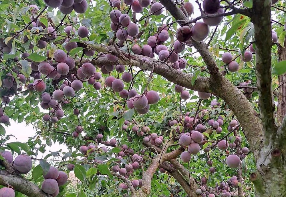 Nâng tầm giá trị mận, lan tỏa thương hiệu nông sản Sơn La  - ảnh 2