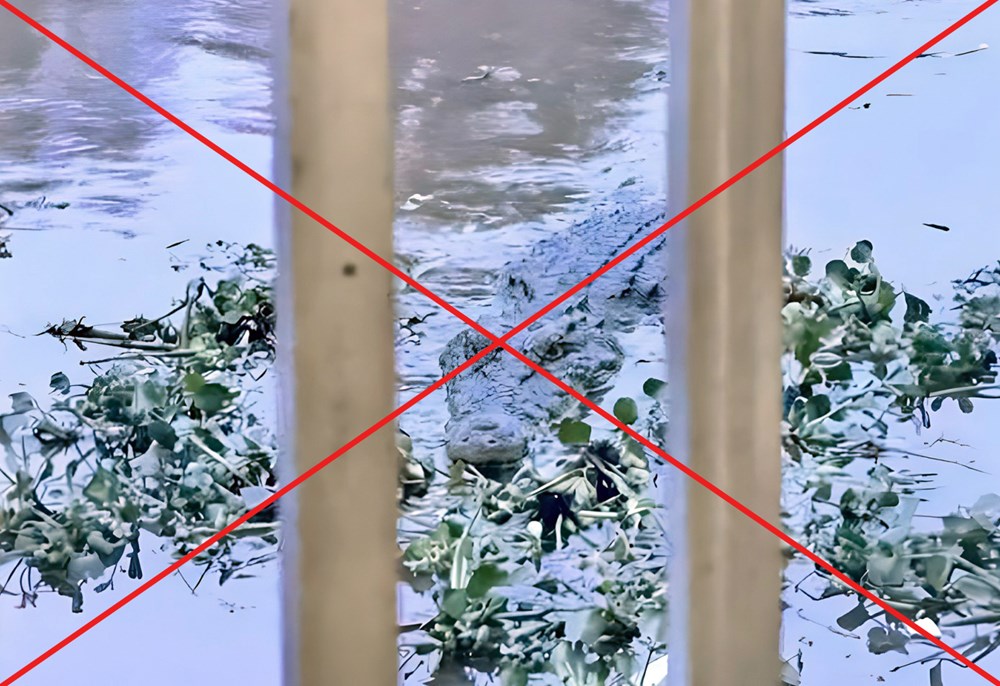 An Giang: Hình ảnh cá sấu trên kênh Vịnh Tre là sản phẩm AI - ảnh 1