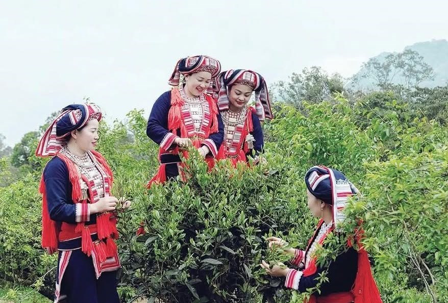Bảo tồn quần thể chè Shan tuyết cổ thụ gắn với phát triển du lịch - ảnh 1