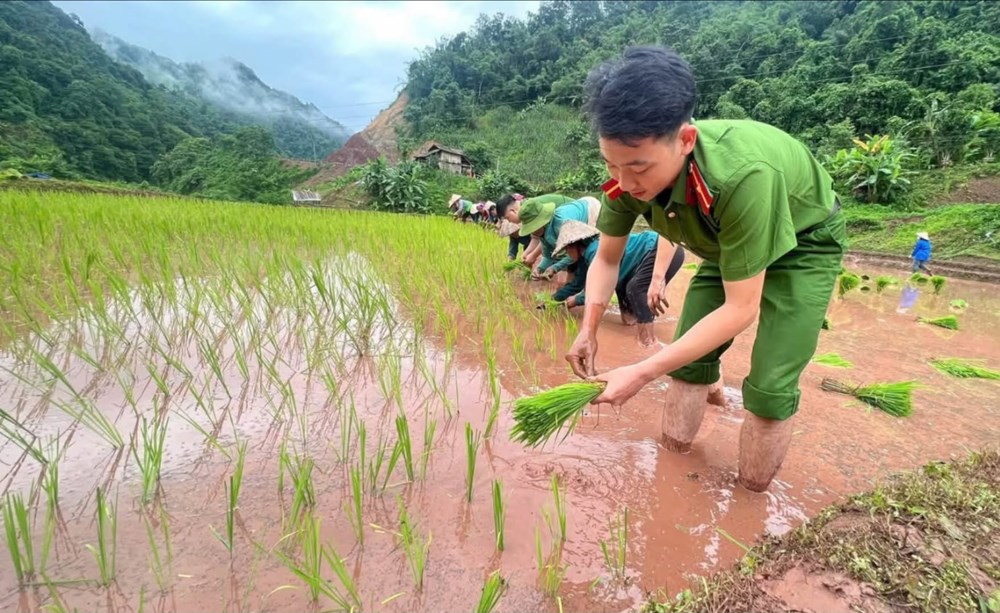 Ấm lòng hình ảnh cán bộ, chiến sĩ Công an lội ruộng cấy lúa giúp dân - ảnh 3