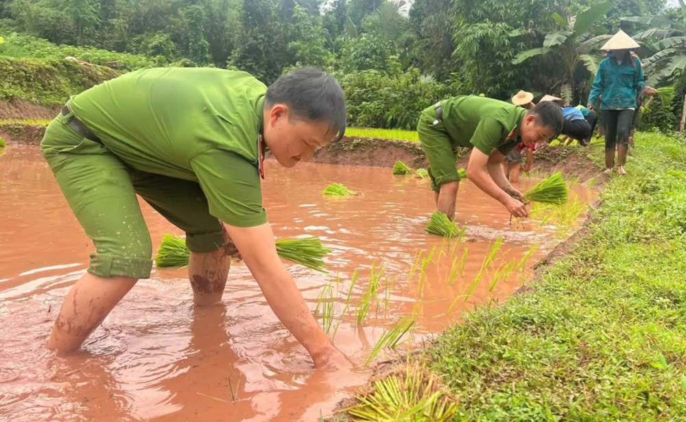 Ấm lòng hình ảnh cán bộ, chiến sĩ Công an lội ruộng cấy lúa giúp dân - ảnh 2