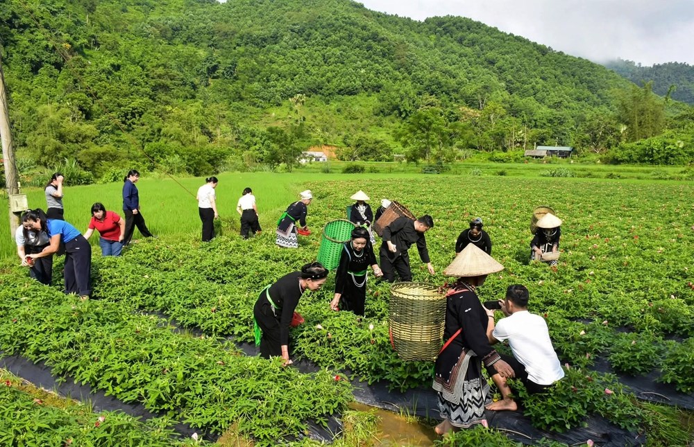 Bí thư, Chủ tịch xã livestream quảng bá nông sản cùng người dân - ảnh 3