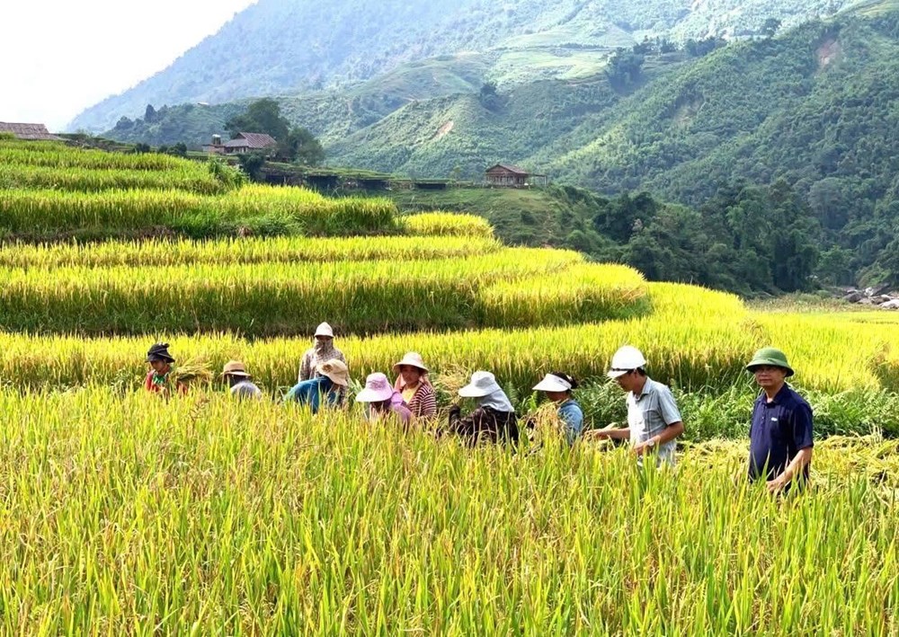 Mùa vàng Tả Van gọi bước chân du khách - ảnh 1