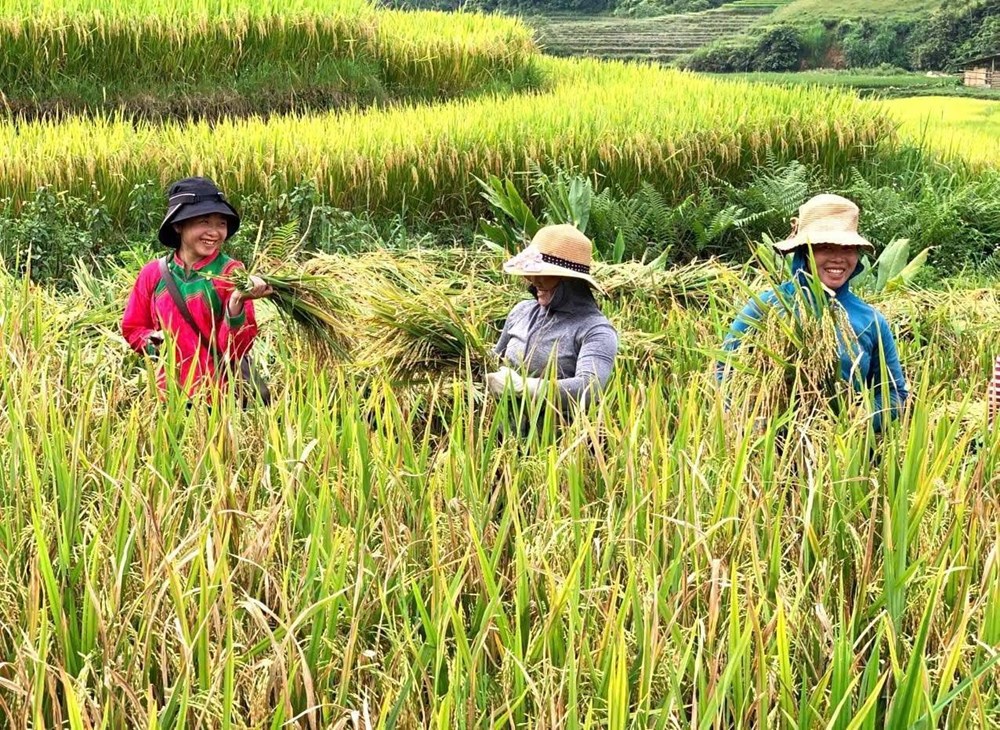 Mùa vàng Tả Van gọi bước chân du khách - ảnh 3