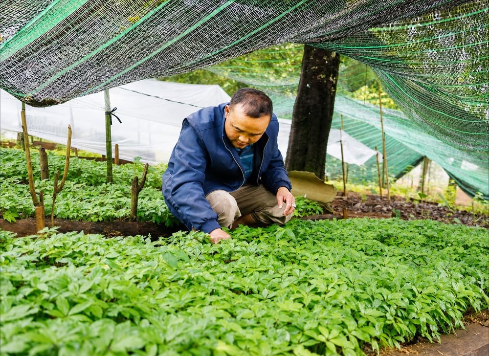 Ngọc Chiến nhân rộng mô hình dược liệu gắn với du lịch cộng đồng - ảnh 2