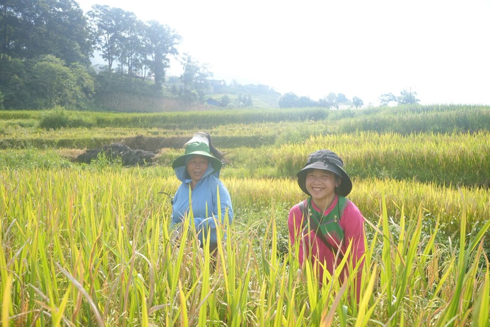Mùa vàng Tả Van gọi bước chân du khách - ảnh 2