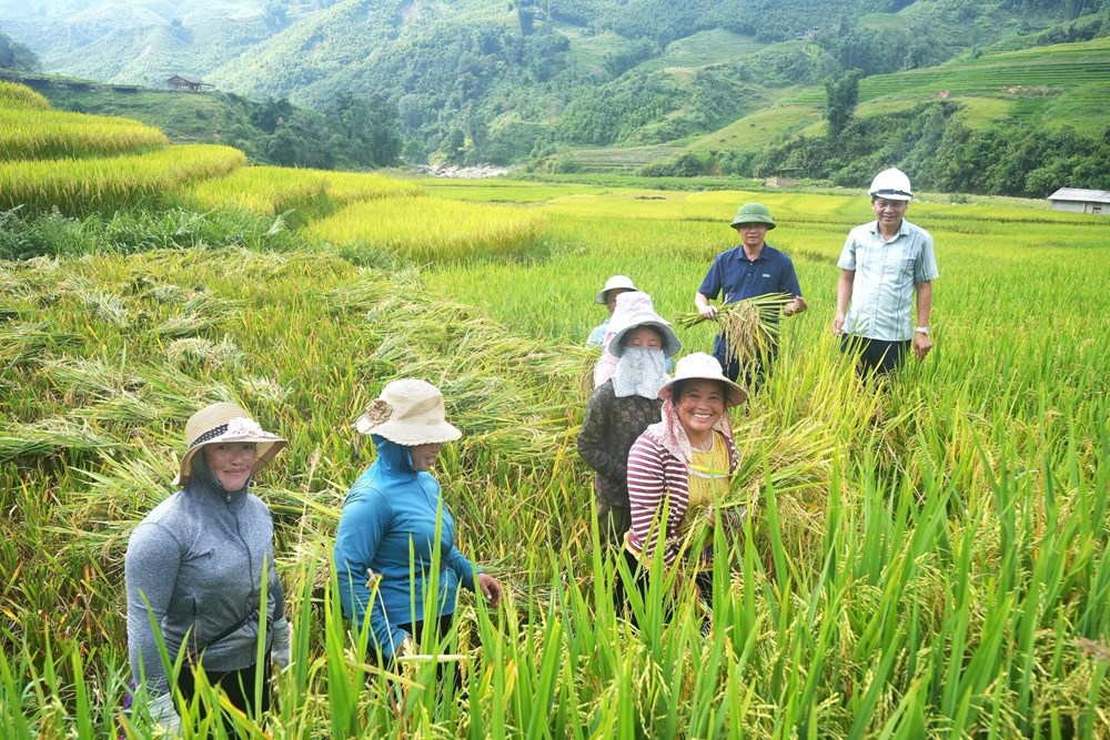 Mùa vàng Tả Van gọi bước chân du khách - ảnh 5