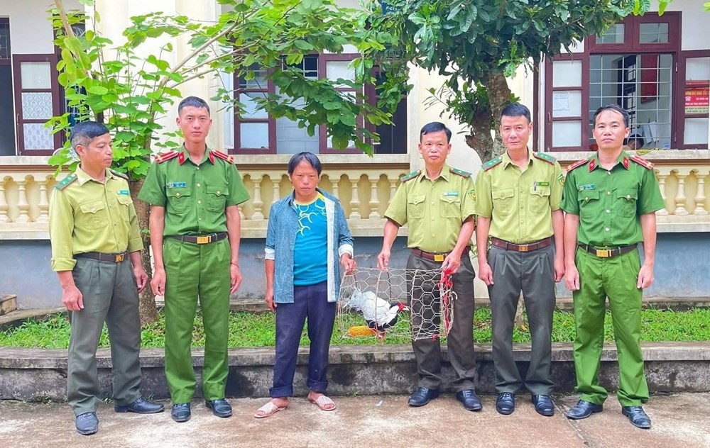 Người dân Mường Chà tự nguyện giao nộp cá thể gà lôi trắng quý hiếm - ảnh 1