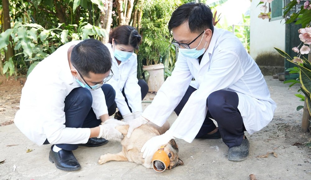 Tô Hiệu mở đợt cao điểm xử lý chó thả rông, lập lại trật tự nơi công cộng - ảnh 1