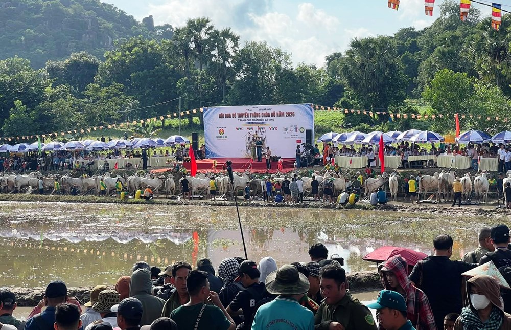 An Giang: Màn so tài kịch tính tại Hội đua bò truyền thống chùa Rô - ảnh 2