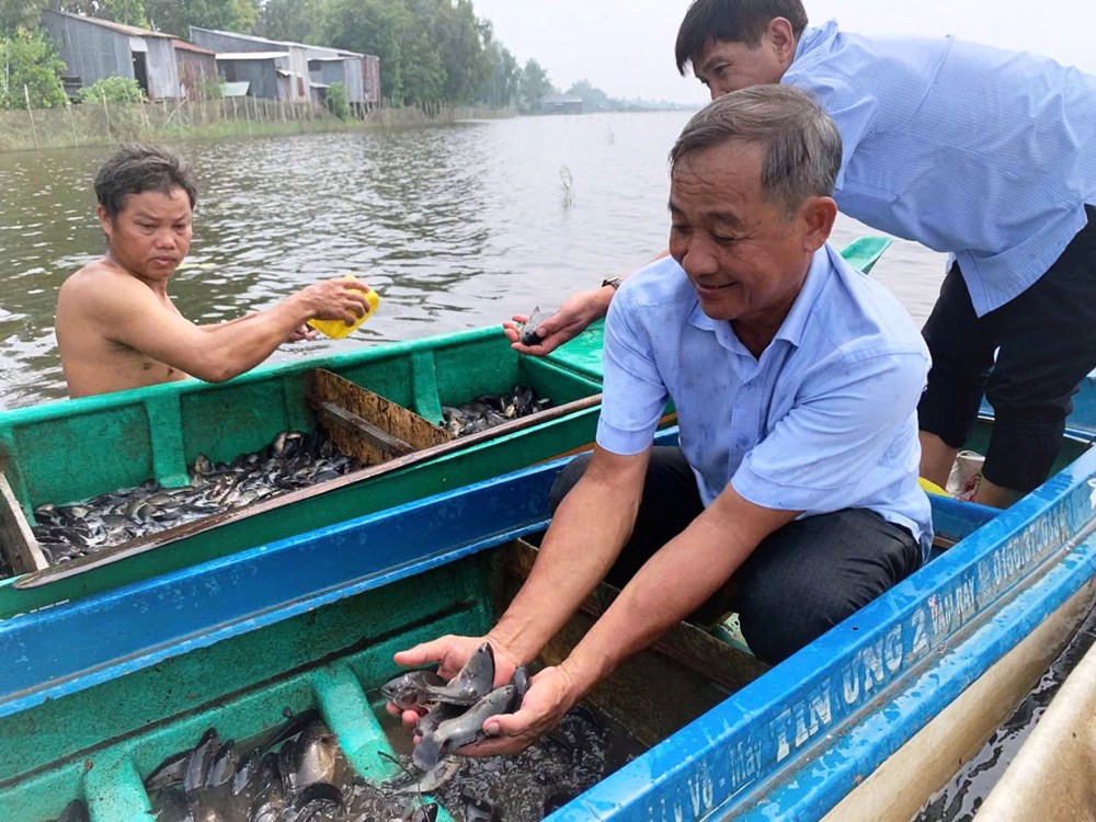 An Cư phát triển sinh kế mùa lũ từ 40.000 con cá giống - ảnh 1