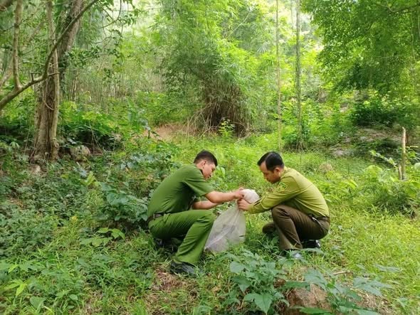 Người dân An Giang tự nguyện giao nộp chim diều hoa Miến Điện và cầy hương - ảnh 1