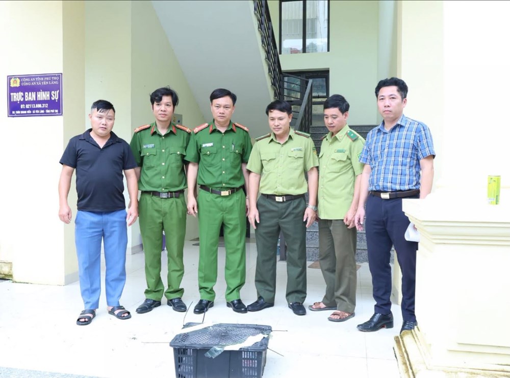 Phú Thọ: Người dân giao nộp cá thể rắn nghi hổ mang chúa - ảnh 1