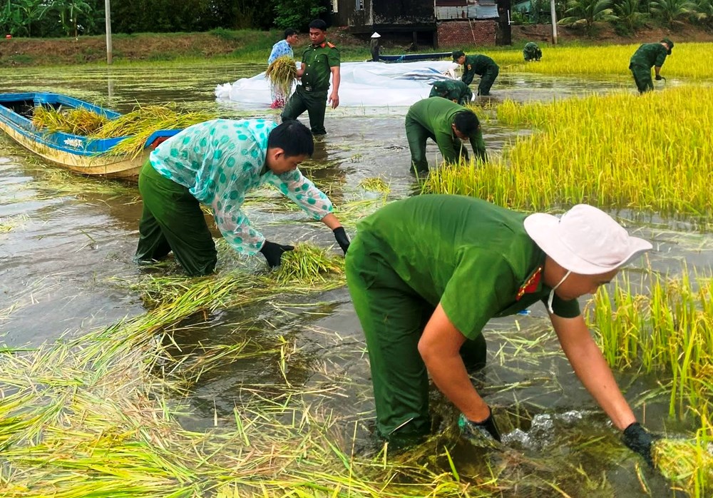 Vĩnh Điều huy động lực lượng hỗ trợ người dân thu hoạch lúa bị ngập sâu - ảnh 1