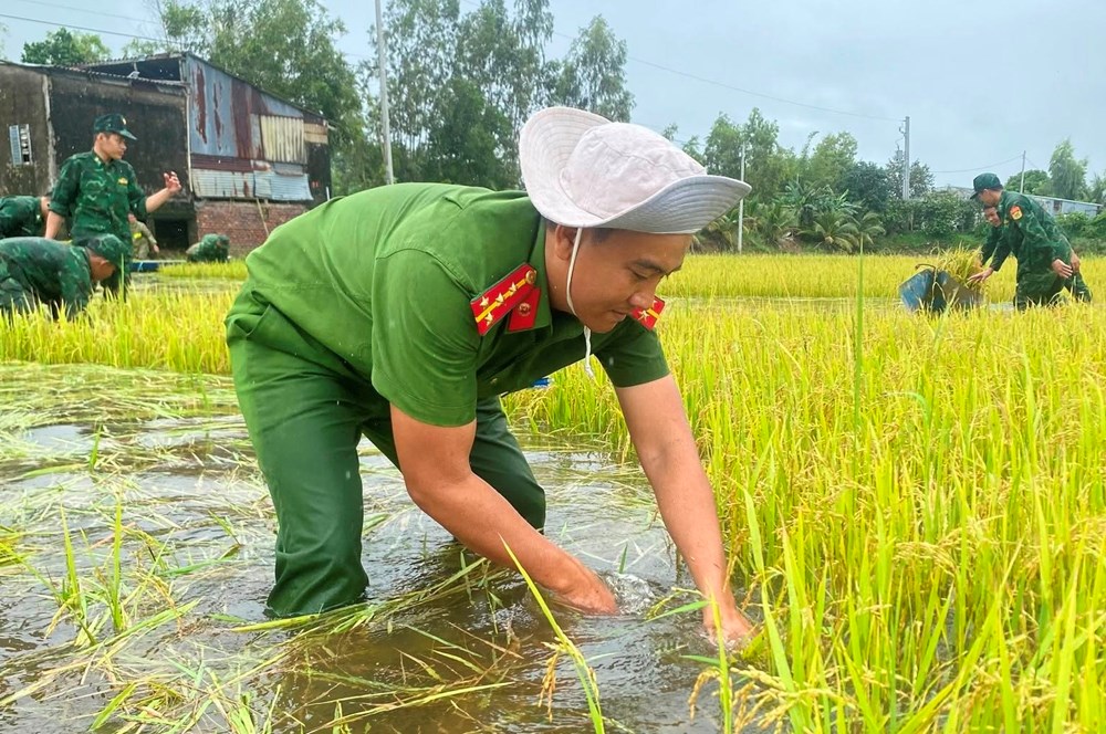 Vĩnh Điều huy động lực lượng hỗ trợ người dân thu hoạch lúa bị ngập sâu - ảnh 2
