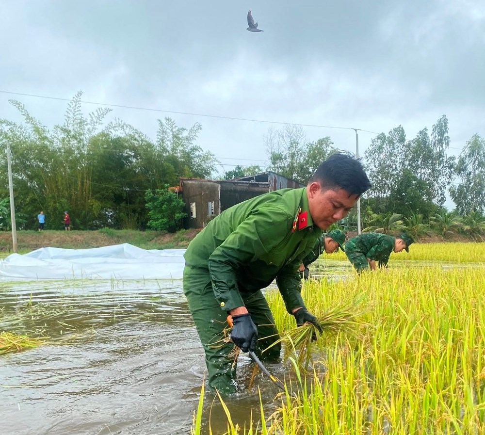Vĩnh Điều huy động lực lượng hỗ trợ người dân thu hoạch lúa bị ngập sâu - ảnh 3