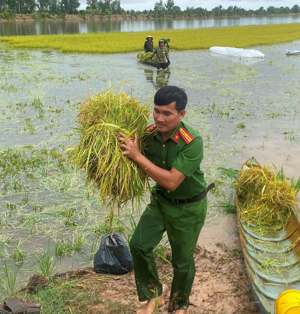 Vĩnh Điều huy động lực lượng hỗ trợ người dân thu hoạch lúa bị ngập sâu - ảnh 4