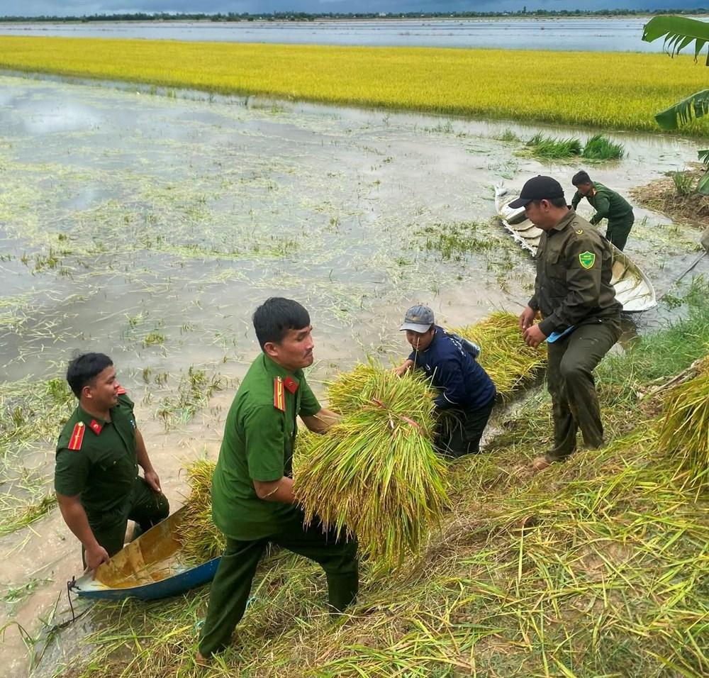 Vĩnh Điều huy động lực lượng hỗ trợ người dân thu hoạch lúa bị ngập sâu - ảnh 6