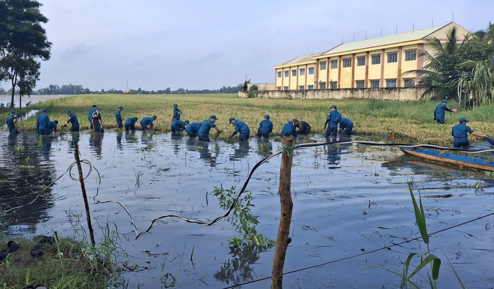 Cán bộ, chiến sĩ xã Vĩnh Thuận hỗ trợ người dân thu hoạch lúa ngập úng - ảnh 1