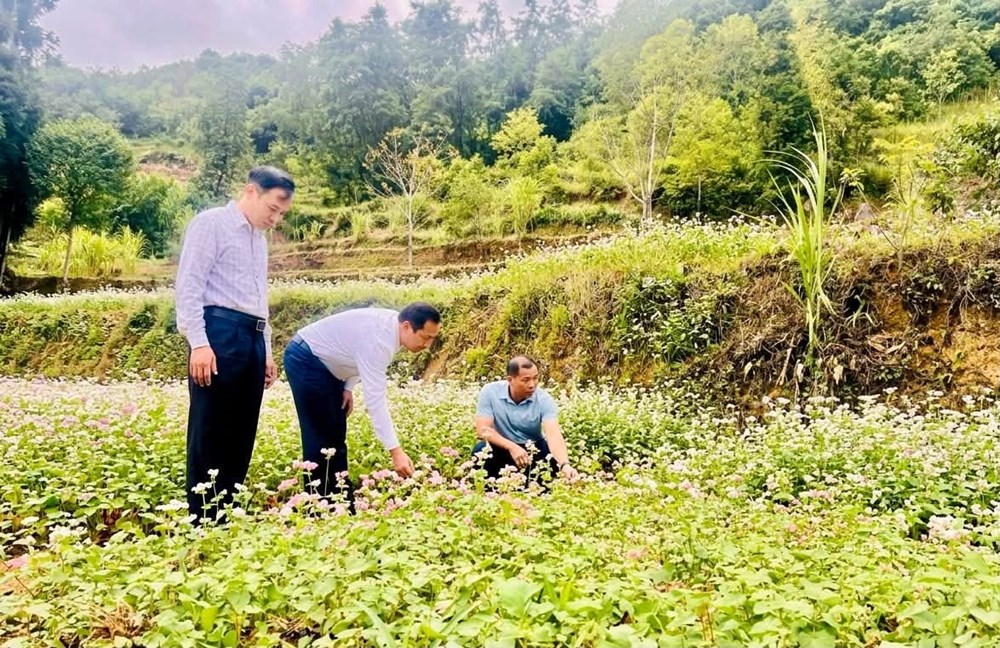 Lũng Cú sẵn sàng đón du khách mùa hoa tam giác mạch - ảnh 1