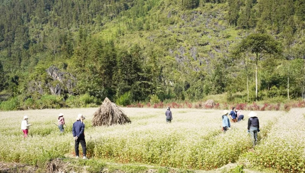 Phố Bảng rộn ràng chuẩn bị đón mùa hoa tam giác mạch - ảnh 1