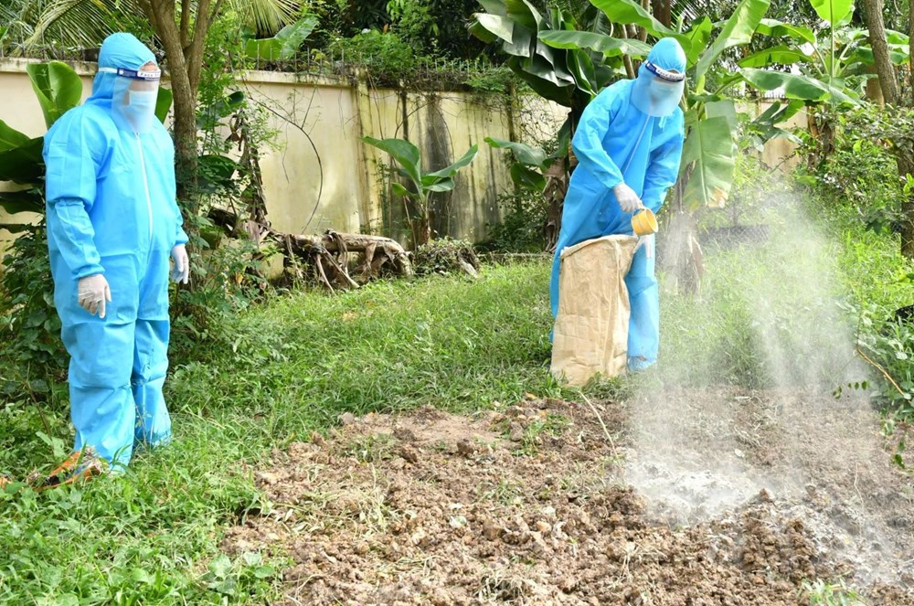 An Giang tiêu hủy 283 con heo do dịch tả heo châu Phi - ảnh 2