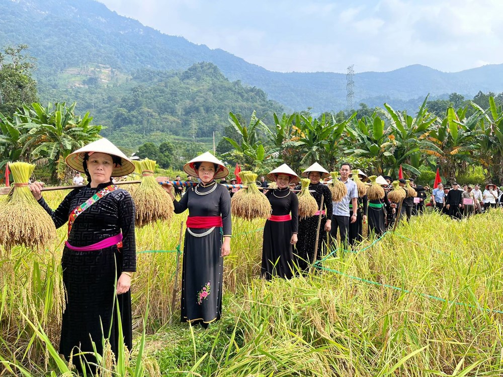 Về Bắc Mê khám phá nét đẹp lao động qua hội thi cắt lúa nếp, giã bánh giầy - ảnh 4