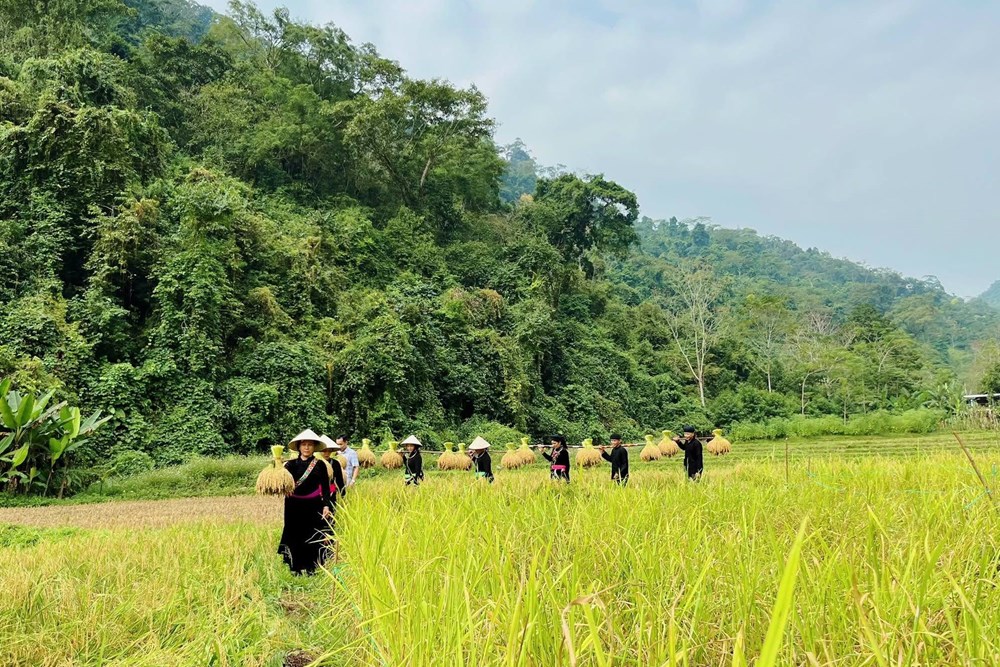 Về Bắc Mê khám phá nét đẹp lao động qua hội thi cắt lúa nếp, giã bánh giầy - ảnh 3