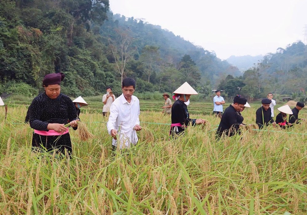 Về Bắc Mê khám phá nét đẹp lao động qua hội thi cắt lúa nếp, giã bánh giầy - ảnh 1