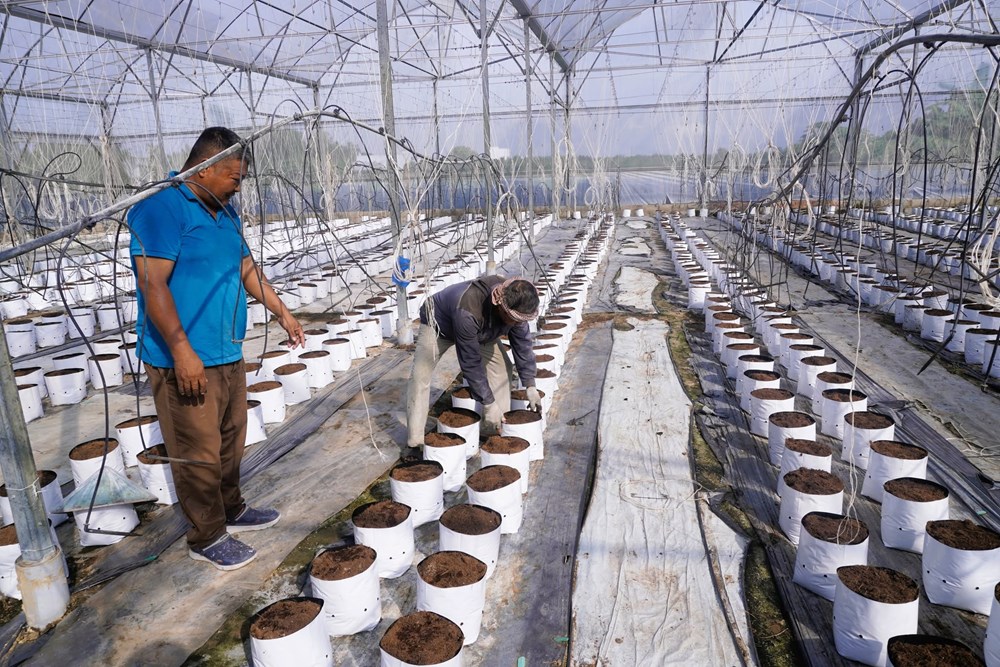 Vĩnh Hậu phát triển dưa lưới công nghệ cao, nâng tầm giá trị nông sản - ảnh 1