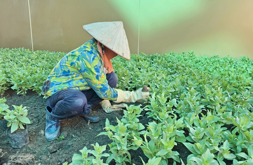 "Vượt nắng thắng mưa" thi công các phân khu của Triển lãm Thành tựu đất nước  - ảnh 16