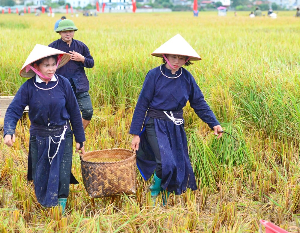 Lên Bắc Sơn xem người Tày gặt lúa, giã gạo bằng công cụ thô sơ - ảnh 5