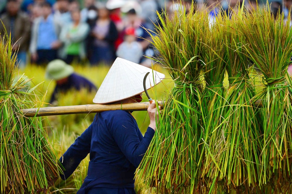 Lên Bắc Sơn xem người Tày gặt lúa, giã gạo bằng công cụ thô sơ - ảnh 6