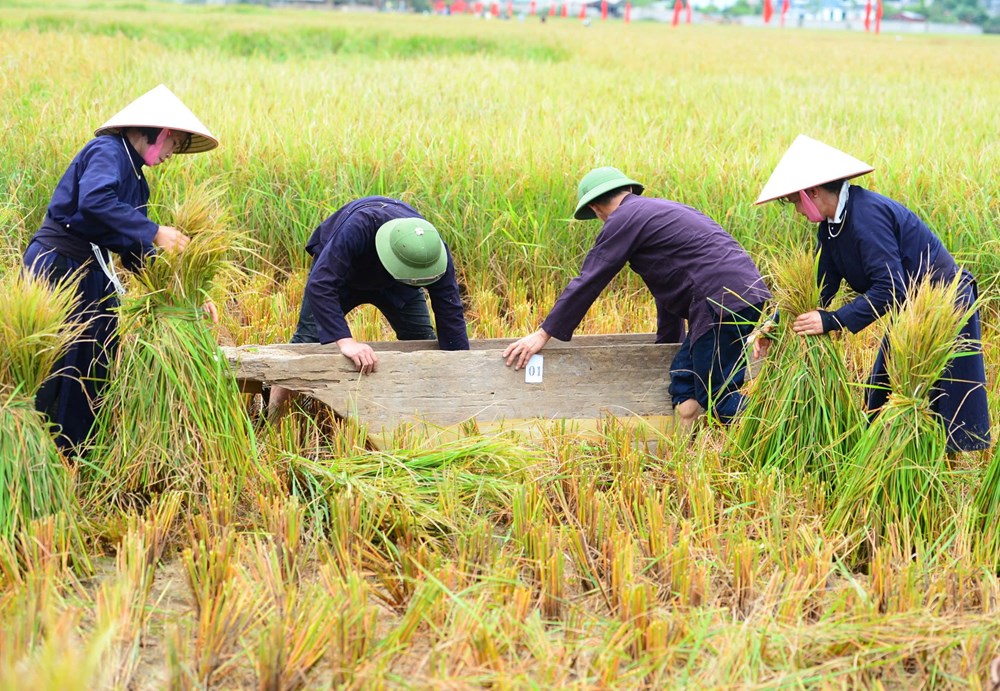 Lên Bắc Sơn xem người Tày gặt lúa, giã gạo bằng công cụ thô sơ - ảnh 2