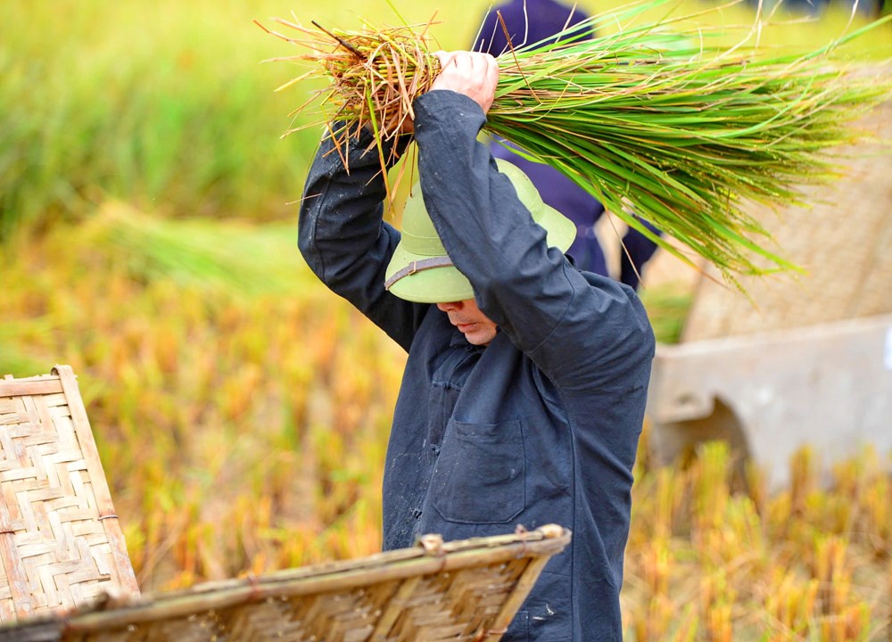 Lên Bắc Sơn xem người Tày gặt lúa, giã gạo bằng công cụ thô sơ - ảnh 4