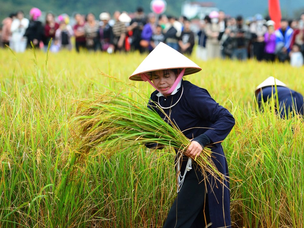 Lên Bắc Sơn xem người Tày gặt lúa, giã gạo bằng công cụ thô sơ - ảnh 3