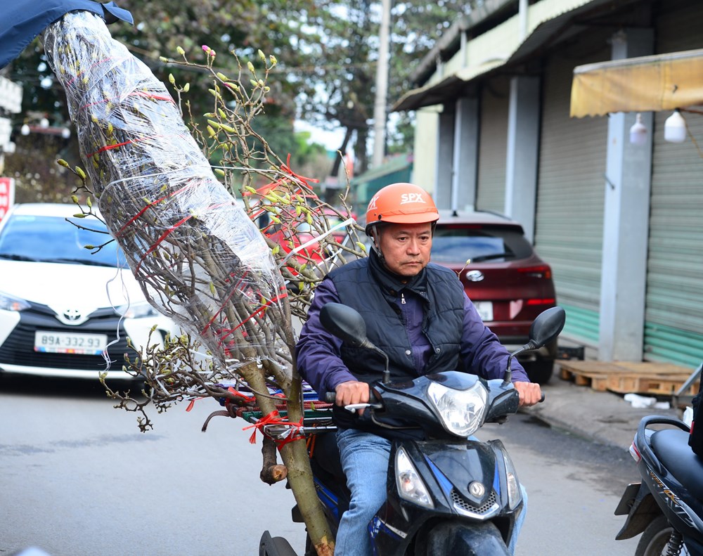 Người Hà Nội “chơi Tết sớm” với hoa mộc lan - ảnh 10