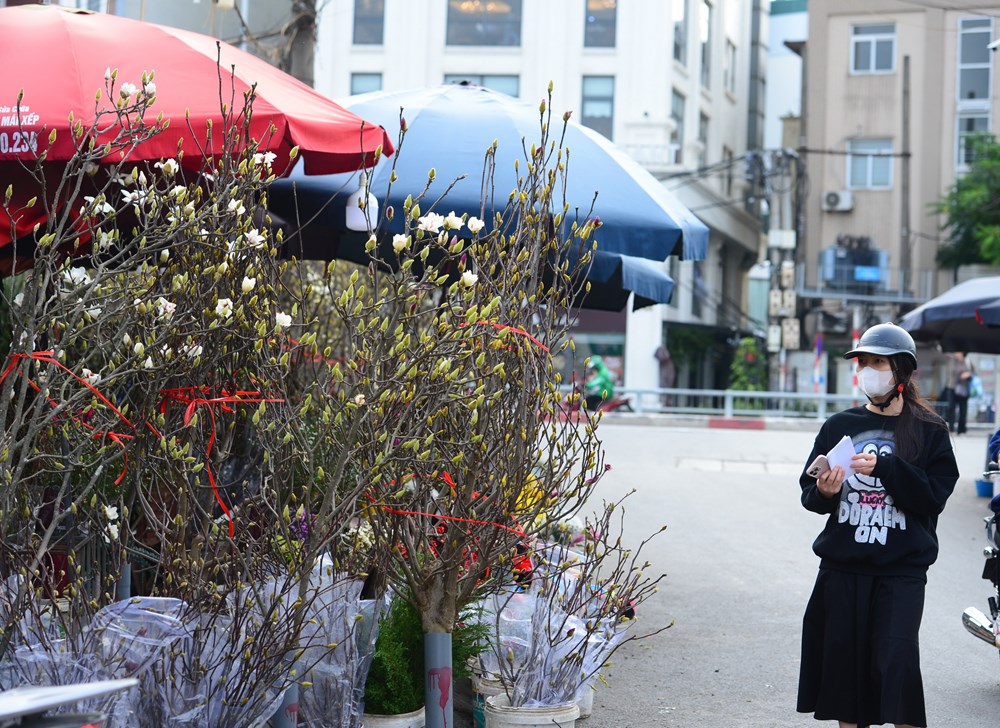 Người Hà Nội “chơi Tết sớm” với hoa mộc lan - ảnh 3