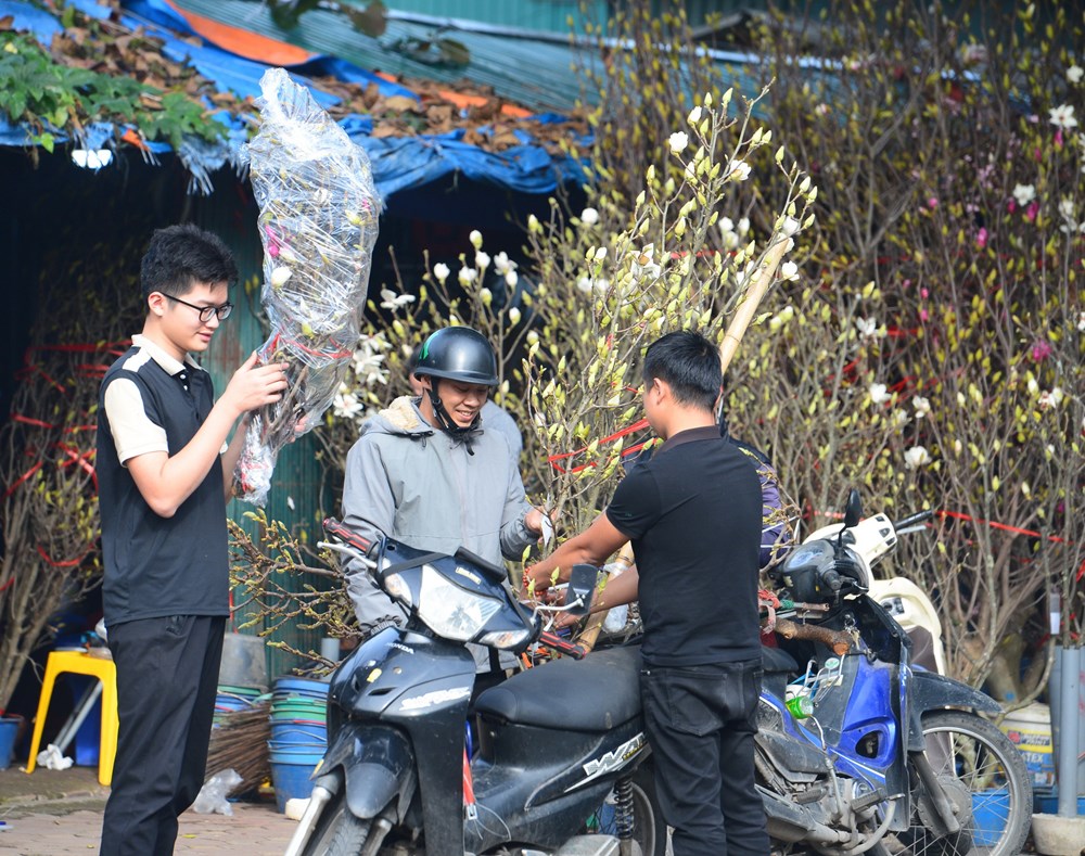 Người Hà Nội “chơi Tết sớm” với hoa mộc lan - ảnh 1