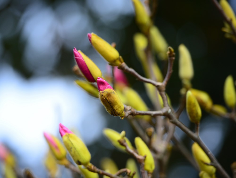 Người Hà Nội “chơi Tết sớm” với hoa mộc lan - ảnh 6