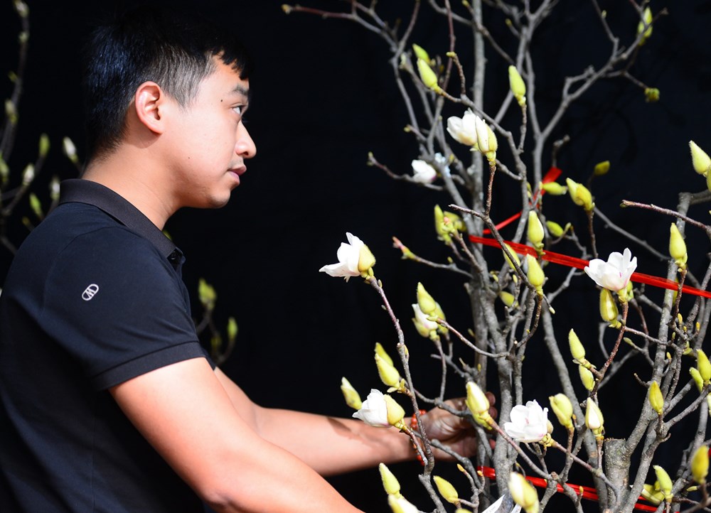Người Hà Nội “chơi Tết sớm” với hoa mộc lan - ảnh 9