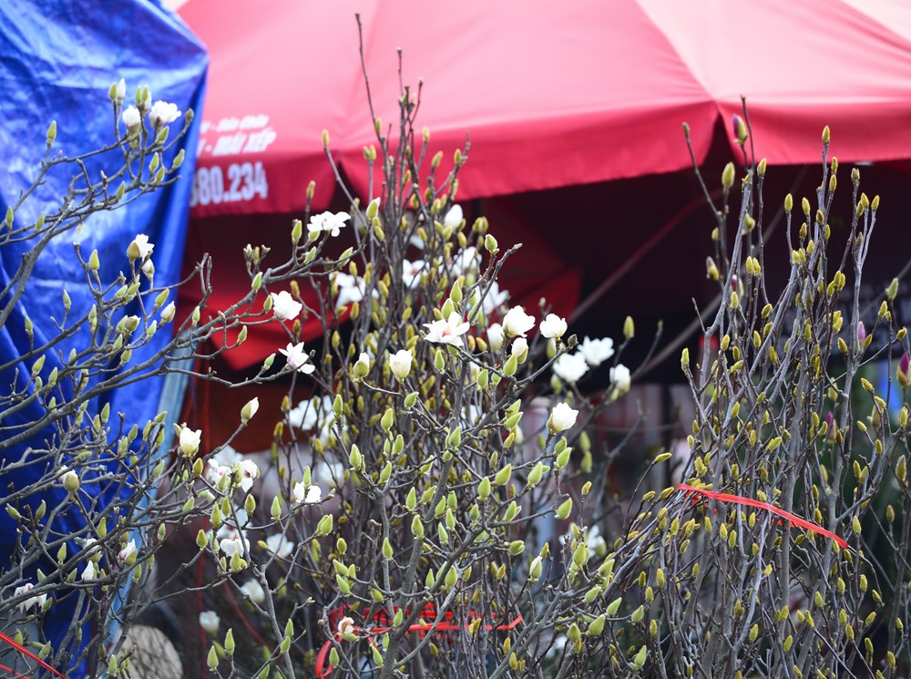 Người Hà Nội “chơi Tết sớm” với hoa mộc lan - ảnh 7