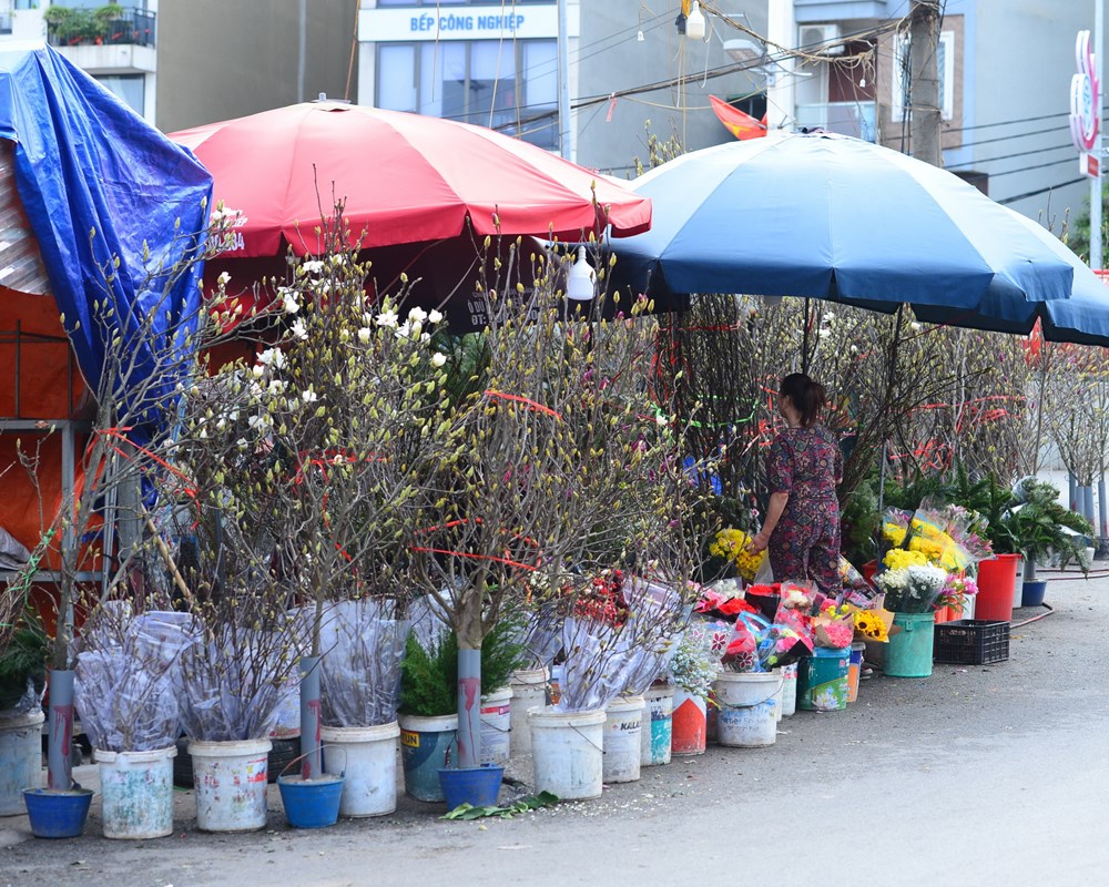 Người Hà Nội “chơi Tết sớm” với hoa mộc lan - ảnh 8