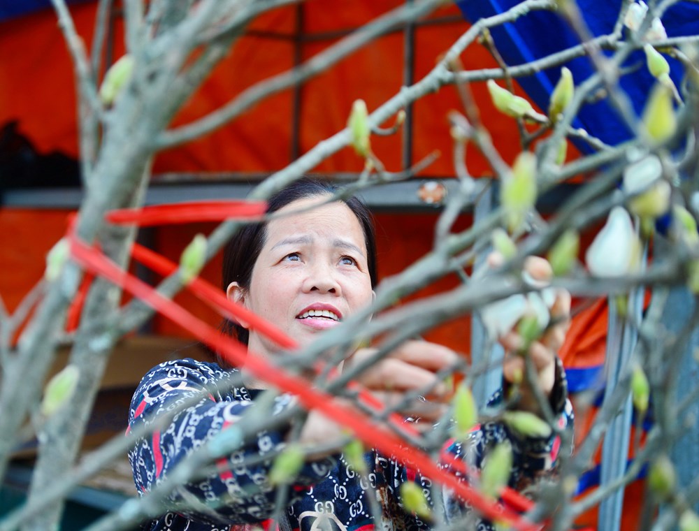 Người Hà Nội “chơi Tết sớm” với hoa mộc lan - ảnh 4