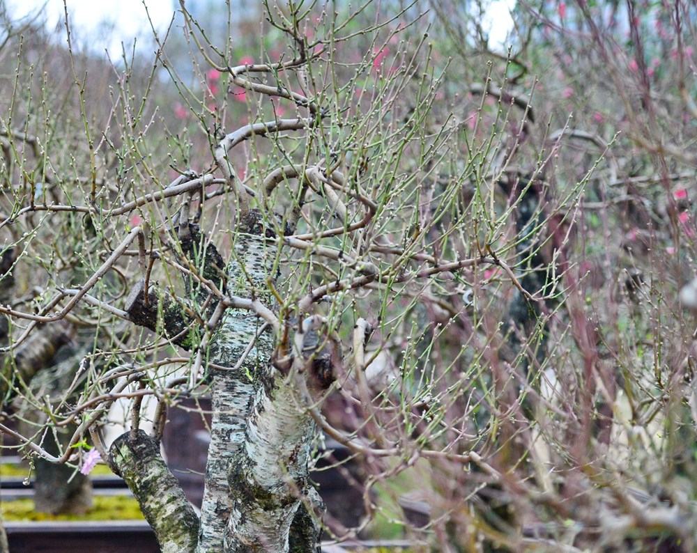 Tết đã “khẽ” về trên những sắc hoa - ảnh 7